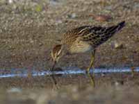 Bécasseau tacheté Calidris melanotos