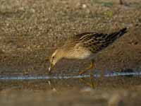 Bécasseau tacheté Calidris melanotos