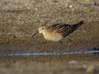 Bécasseau tacheté Calidris melanotos