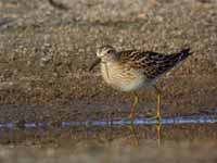 Bécasseau tacheté Calidris melanotos