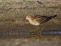 Bécasseau tacheté Calidris melanotos