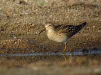 Bécasseau tacheté Calidris melanotos