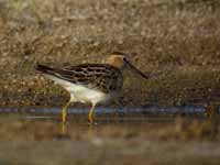 Bécasseau tacheté Calidris melanotos