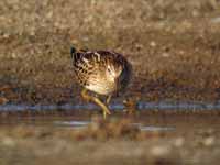 Bécasseau tacheté Calidris melanotos