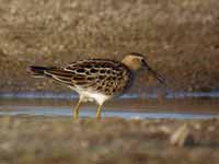 Bécasseau tacheté Calidris melanotos