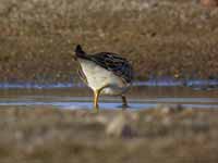 Bécasseau tacheté Calidris melanotos