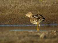 Bécasseau tacheté Calidris melanotos