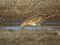 Bécasseau tacheté Calidris melanotos