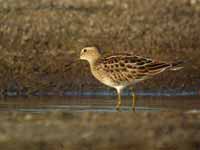 Bécasseau tacheté Calidris melanotos