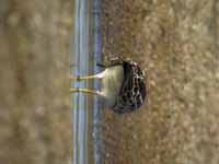 Bécasseau tacheté Calidris melanotos