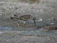 Bécasseau tacheté Calidris melanotos