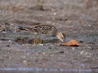 Bécasseau tacheté Calidris melanotos