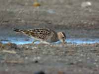 Bécasseau tacheté Calidris melanotos