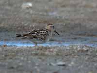 Bécasseau tacheté Calidris melanotos