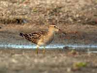 Bécasseau tacheté Calidris melanotos