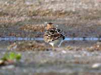 Bécasseau tacheté Calidris melanotos