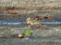 Bécasseau tacheté Calidris melanotos