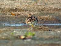 Bécasseau tacheté Calidris melanotos