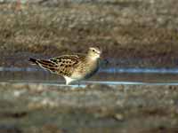 Bécasseau tacheté Calidris melanotos