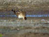 Bécasseau tacheté Calidris melanotos