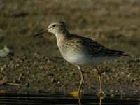 Bécasseau tacheté Calidris melanotos