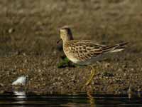 Bécasseau tacheté Calidris melanotos