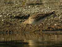 Bécasseau tacheté Calidris melanotos