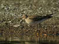 Bécasseau tacheté Calidris melanotos