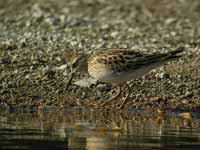 Bécasseau tacheté Calidris melanotos