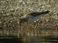 Bécasseau tacheté Calidris melanotos