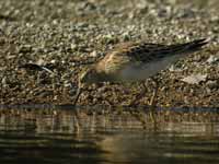 Bécasseau tacheté Calidris melanotos