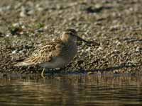 Bécasseau tacheté Calidris melanotos