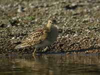 Bécasseau tacheté Calidris melanotos