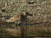 Bécasseau tacheté Calidris melanotos