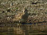 Bécasseau tacheté Calidris melanotos