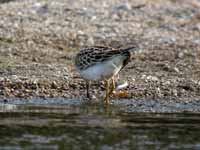 Bécasseau tacheté Calidris melanotos