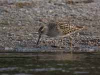 Bécasseau tacheté Calidris melanotos