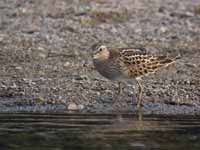 Bécasseau tacheté Calidris melanotos