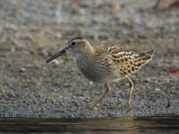 Bécasseau tacheté Calidris melanotos