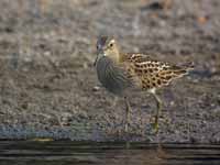 Bécasseau tacheté Calidris melanotos