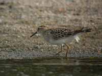 Bécasseau tacheté Calidris melanotos