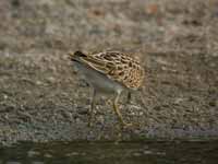 Bécasseau tacheté Calidris melanotos