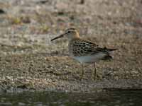 Bécasseau tacheté Calidris melanotos