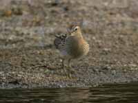 Bécasseau tacheté Calidris melanotos