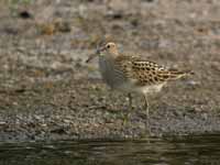 Bécasseau tacheté Calidris melanotos