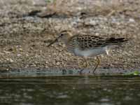 Bécasseau tacheté Calidris melanotos