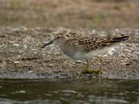 Bécasseau tacheté Calidris melanotos