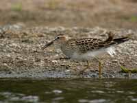 Bécasseau tacheté Calidris melanotos