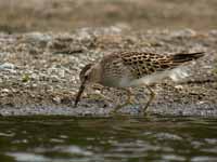 Bécasseau tacheté Calidris melanotos