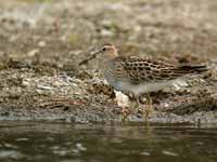 Bécasseau tacheté Calidris melanotos